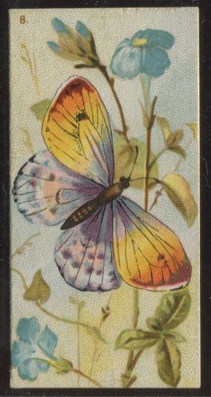 8 Butterfly